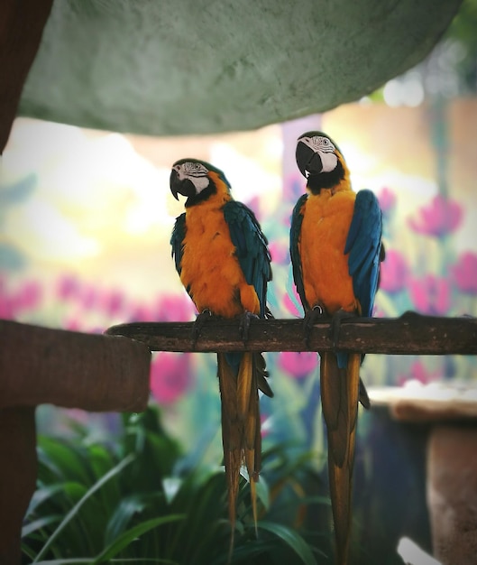 Primer plano de un loro posado en una rama