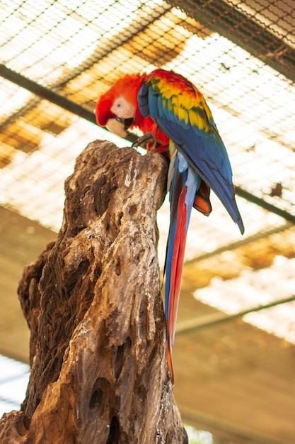 Primer plano de un loro posado en el tronco de un árbol