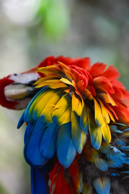 Foto primer plano de un loro sentado en una flor roja