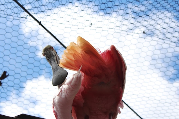 Foto primer plano de un loro sentado en una jaula