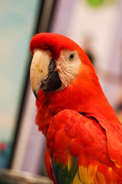 Foto primer plano de un loro sentado