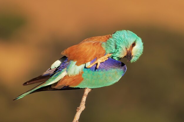 Foto primer plano de un loro sentado