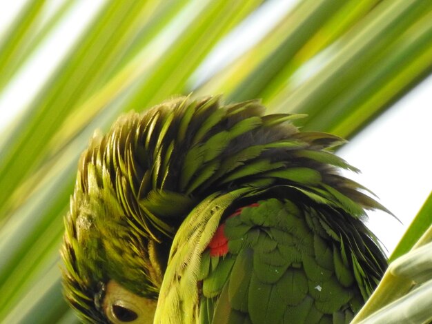 Foto primer plano de un loro verde