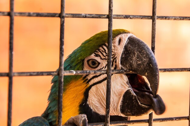 Foto primer plano de un loro visto a través de una jaula