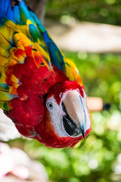 Foto un primer plano de un loro