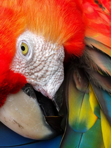 Foto primer plano de un loro