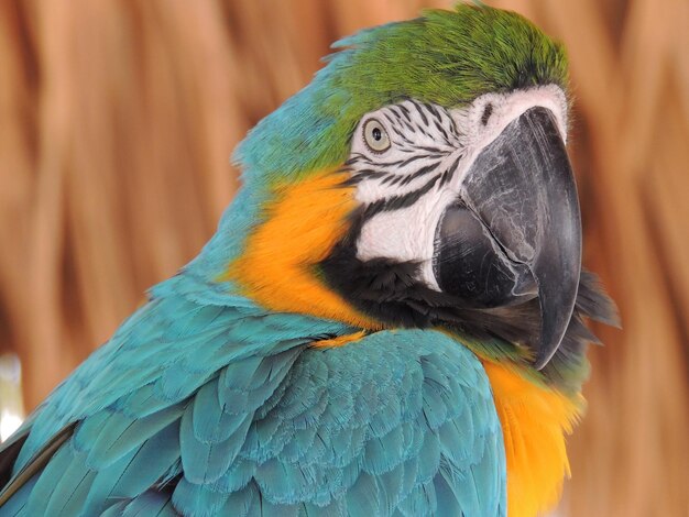 Foto un primer plano de un loro