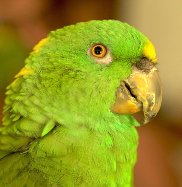 Foto primer plano de un loro