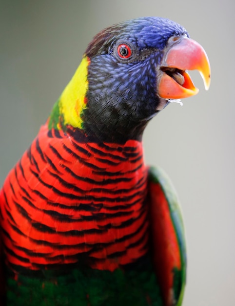 Foto primer plano de un loro