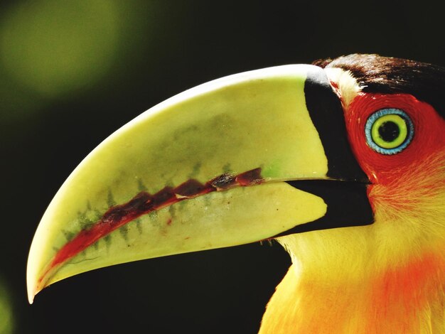 Foto primer plano de un loro