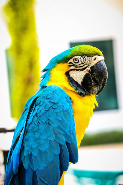 Foto un primer plano de un loro