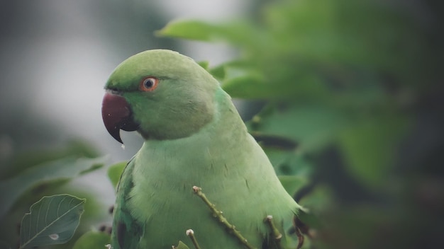 Primer plano de un loro