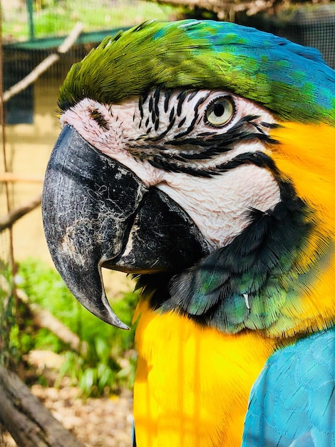 Foto un primer plano de un loro