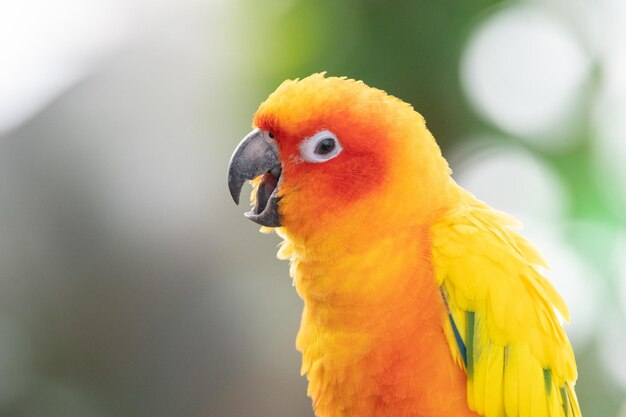 Foto primer plano de un loro