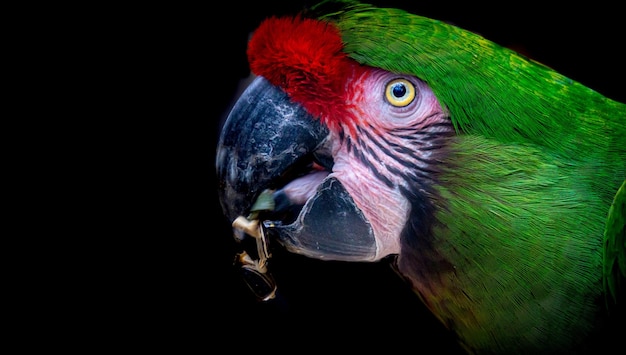 Foto un primer plano de un loro