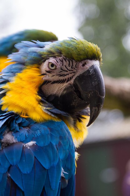 Foto primer plano de un loro