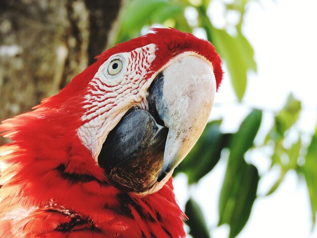 Foto un primer plano de un loro