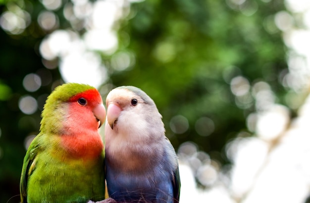 Primer plano de un loro