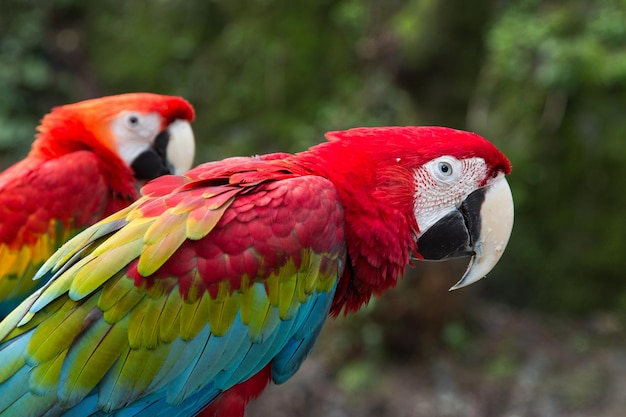 Foto primer plano de un loro