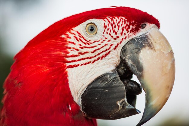 Foto un primer plano de un loro