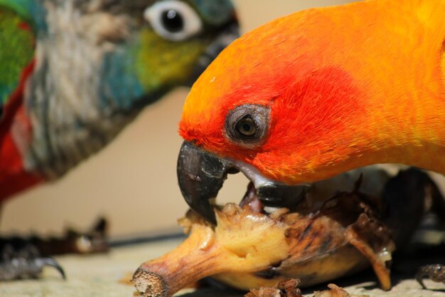 Foto primer plano de un loro