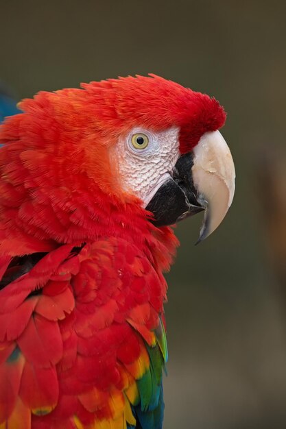 Foto primer plano de un loro