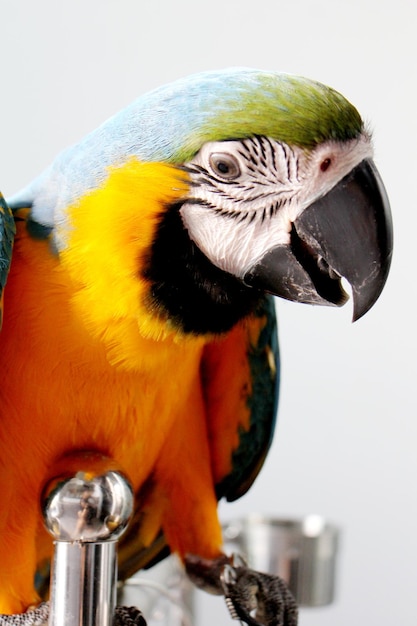 Foto un primer plano de un loro