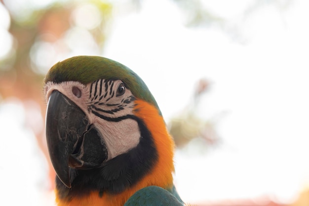 Foto un primer plano de un loro