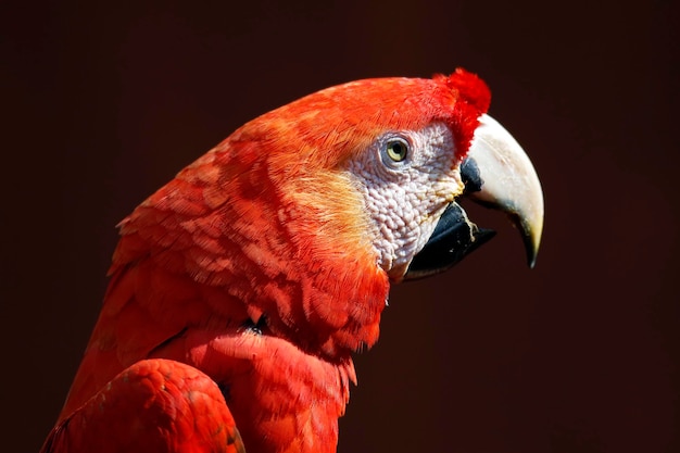 Foto un primer plano de un loro