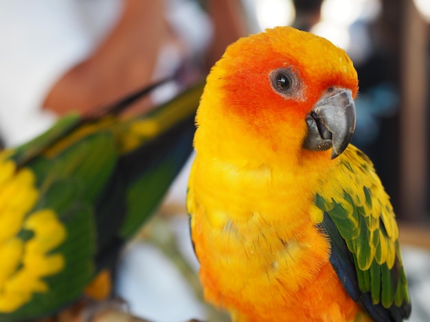 Foto primer plano de un loro