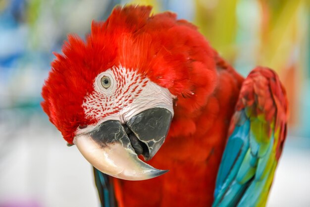 Foto primer plano de un loro