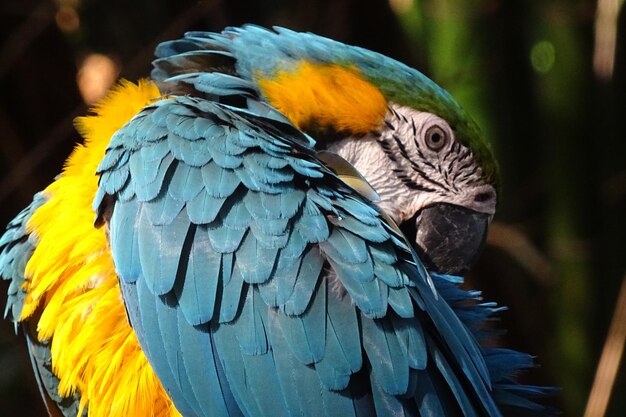 Foto primer plano de un loro