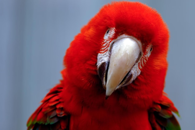 Foto primer plano de un loro