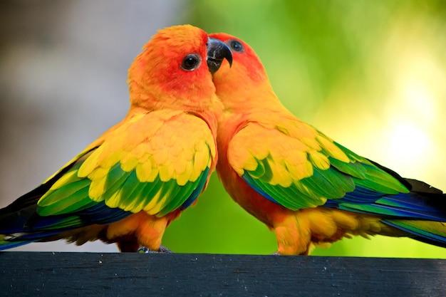 Primer plano de loros posados en la madera