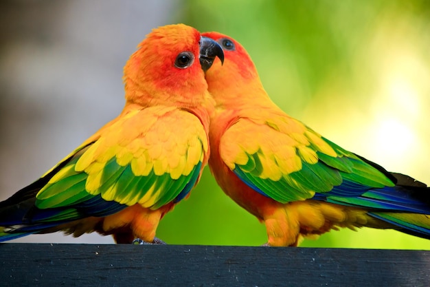 Foto primer plano de loros posados en la madera