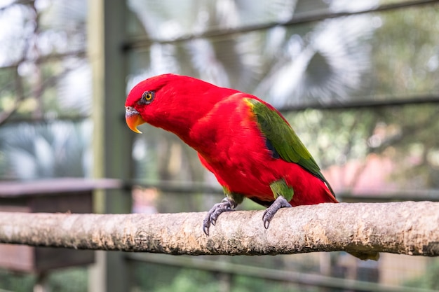 Primer plano de un lory parlanchín sentado en un aviario