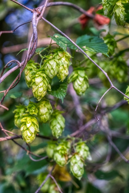 Foto primer plano de lúpulo maduro planta agrícola el componente principal en la producción de cerveza