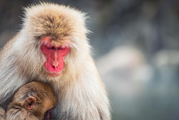Primer plano de un macaco japonés con un bebé