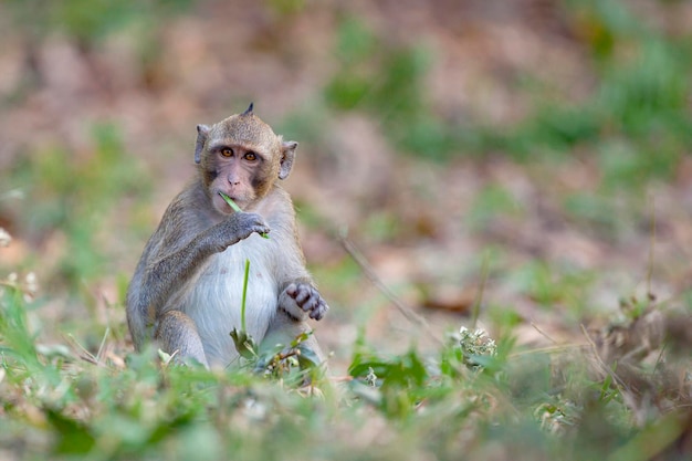 Primer plano de un macaco en su hábitat natural Monos del sudeste asiático Filmado en Camboya