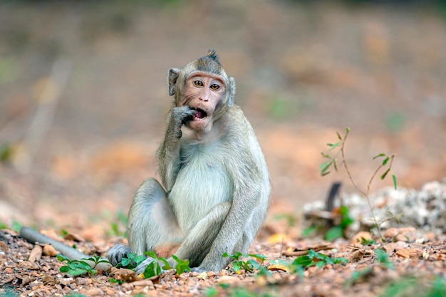 Primer plano de macaco en su hábitat natural. Monos del sudeste asiático. Filmado en Camboya..