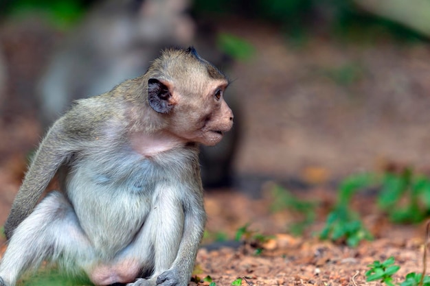 Primer plano de macaco en su hábitat natural. Monos del sudeste asiático. Filmado en Camboya..