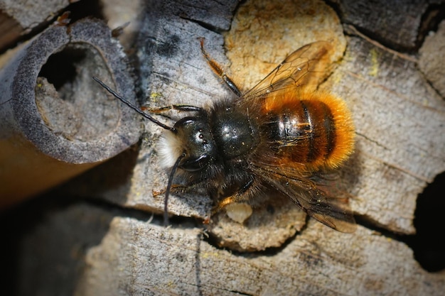 Primer plano del macho de la abeja albañil del huerto con cuernos, Osmia cornu