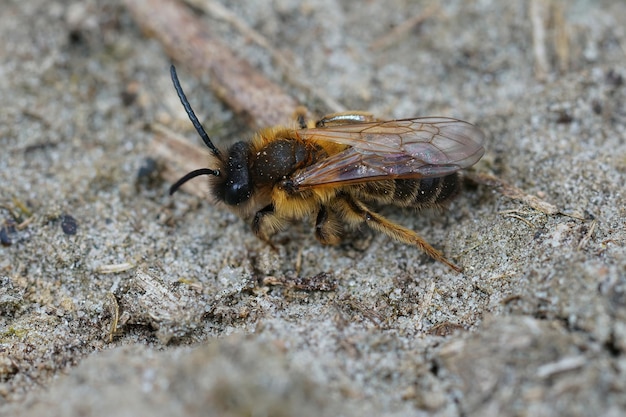 Primer plano del macho peludo de la abeja minera Grey-gastered, Andrena tibialis arrastrándose sobre un suelo arenoso