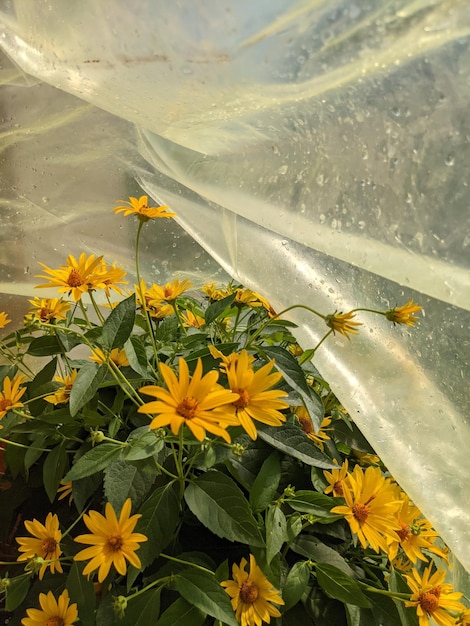 Foto un primer plano de un macizo de flores con una cubierta de plástico