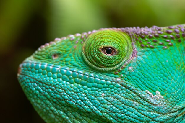 Un primer plano, macro foto de un camaleón verde