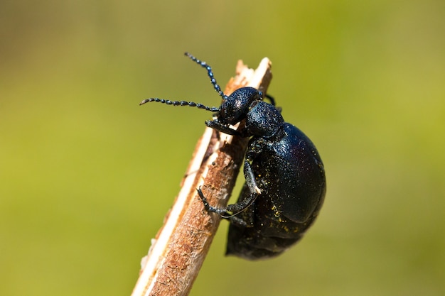 Primer plano macro de un gorgojo negro posado sobre una ramita