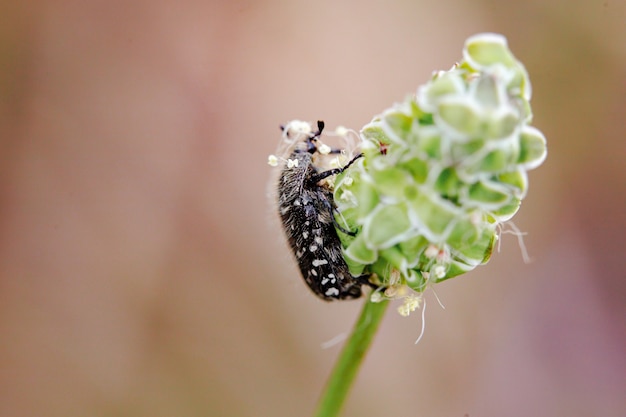 Primer plano macro de insectos en garde, animales de primavera