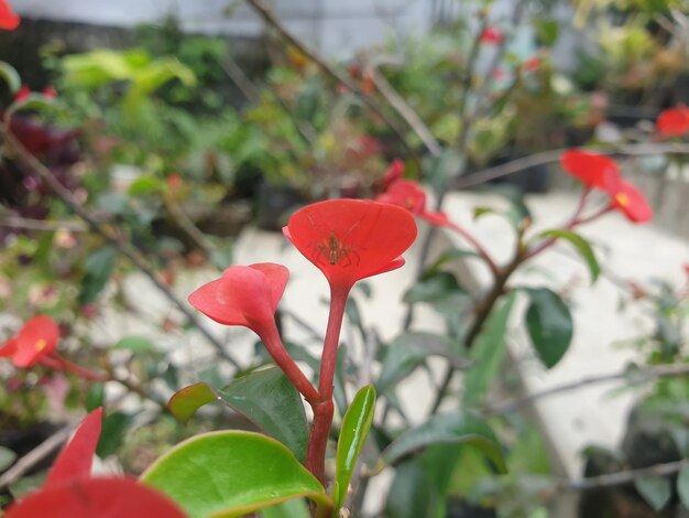 Primer plano macro de un jardín tropical pequeña flor roja