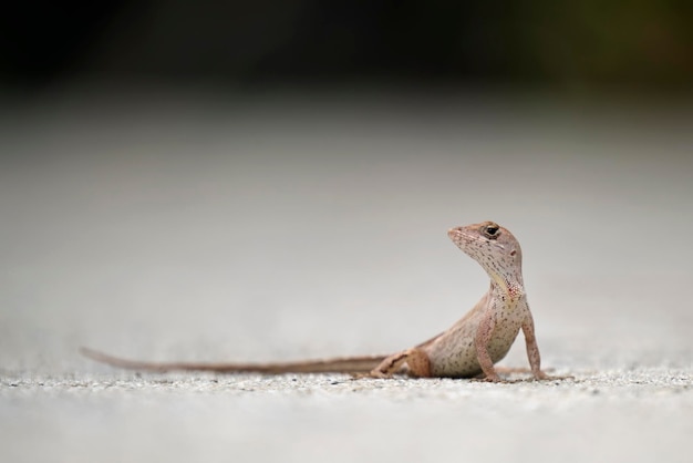 Primer plano macro de lagarto solo soplado calentándose en el sol de verano Anolis sagrei pequeño reptil nativo de Florida, EE.UU.