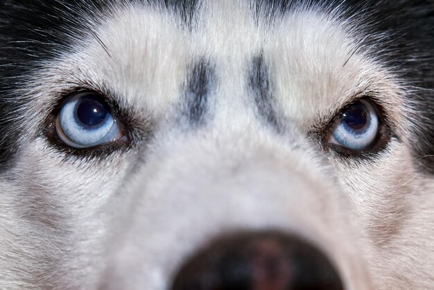 Primer plano de la macro de ojos de perros husky